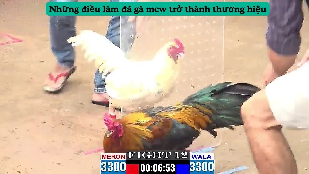 Những điều làm đá gà mcw trở thành thương hiệu