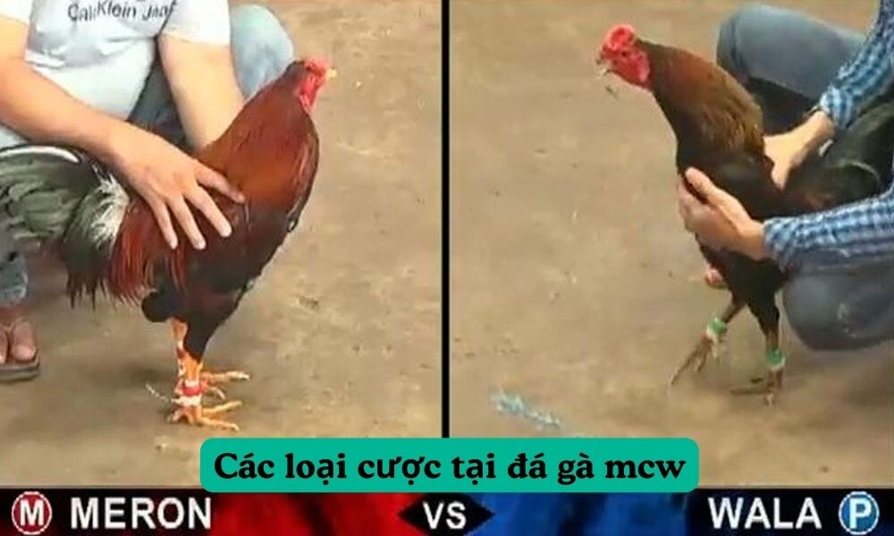 Các loại cược tại đá gà mcw