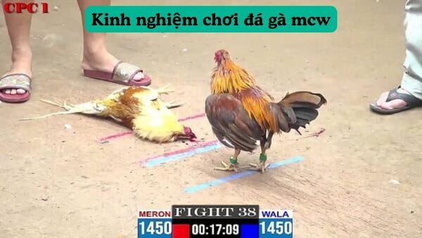 Kinh nghiệm chơi đá gà mcw